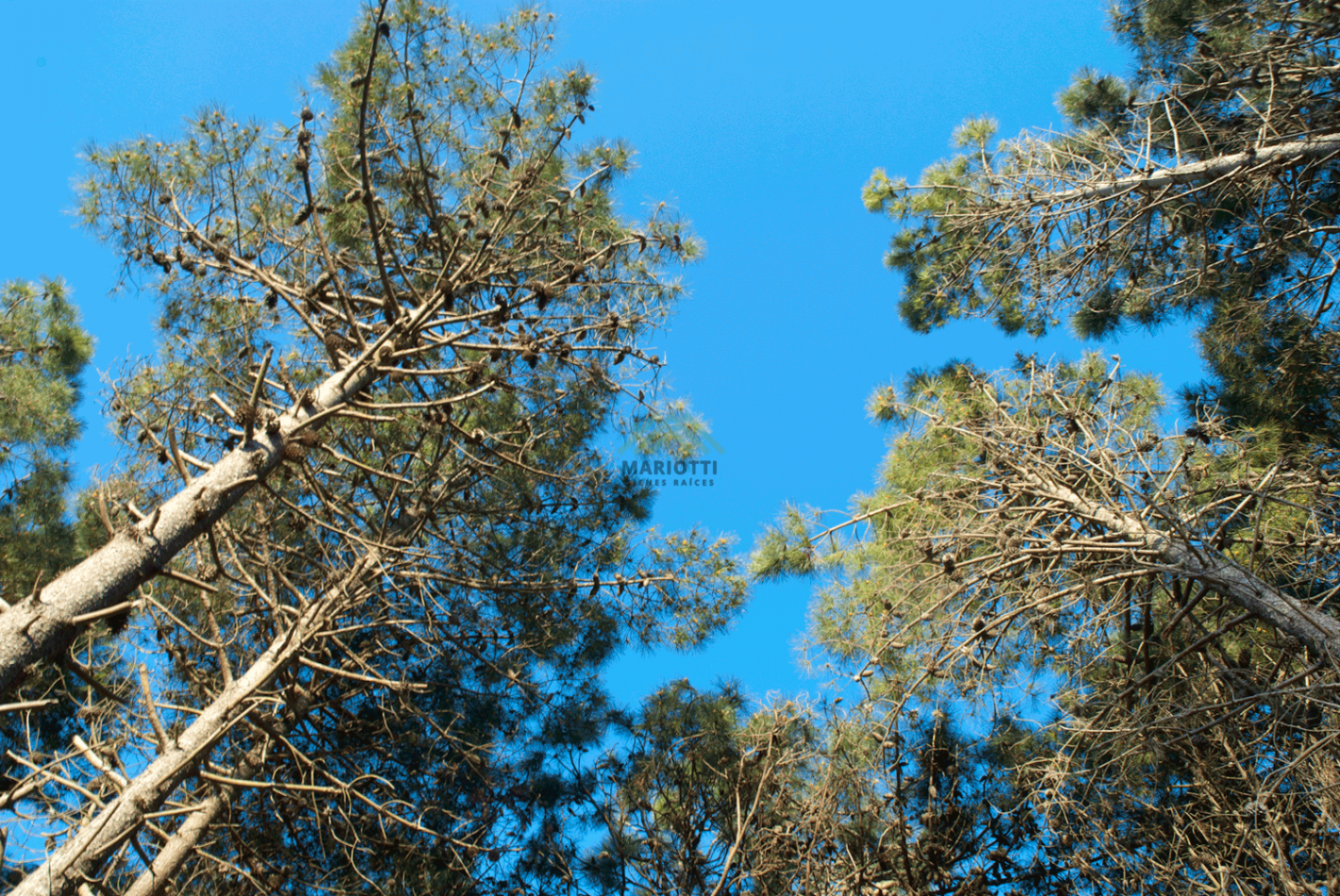 EN VENTA - PINAMAR CENTRO - LOTE MULTIFAMILIAR 