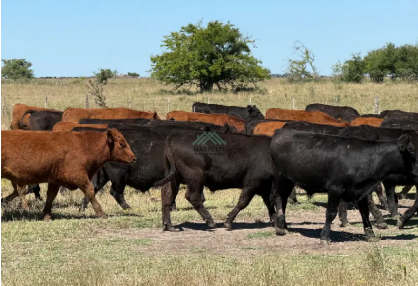 EN VENTA - GENERAL MADARIAGA - LOTE 3000M2 CON FRENTE A LA RUTA 74 
